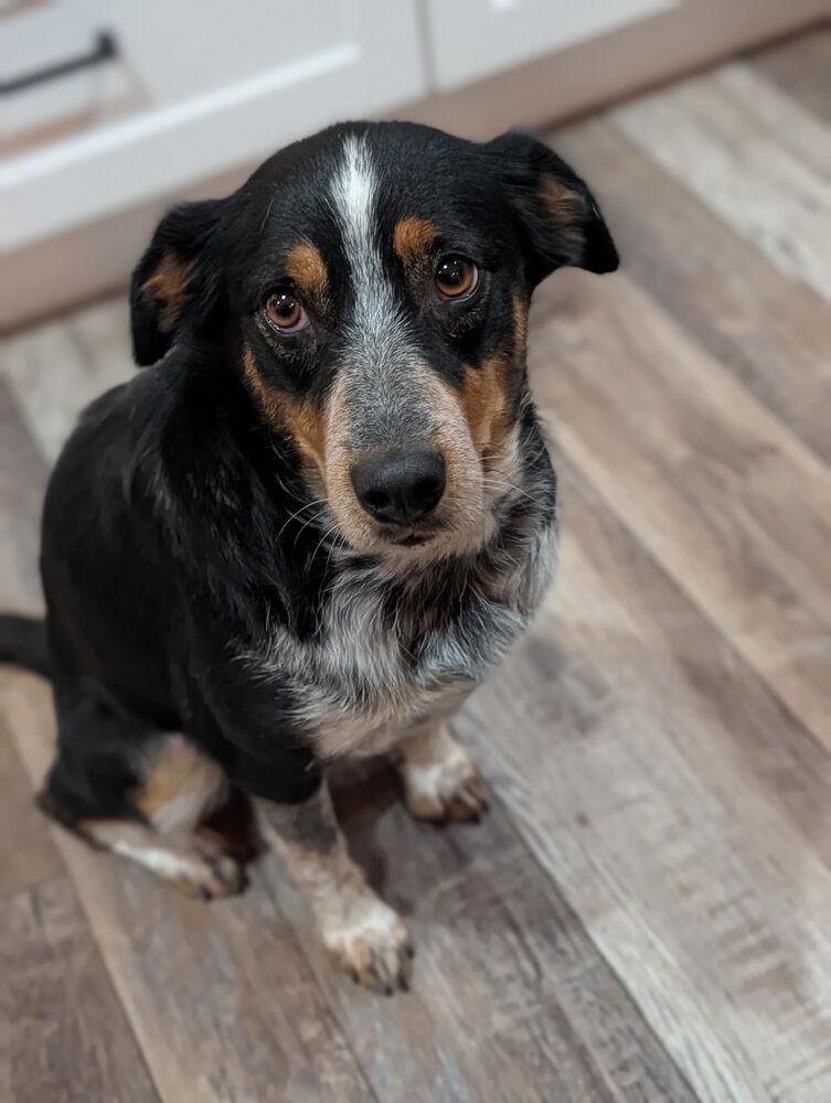 Swiftie, Adoptable, Adult Female Australian Shepherd.