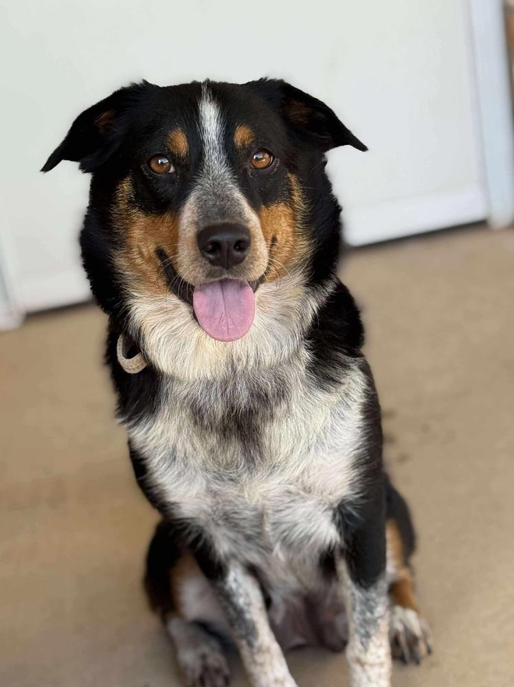 Enlarge Swiftie, a Adoptable Australian Shepherd in Denver, CO image 2/6