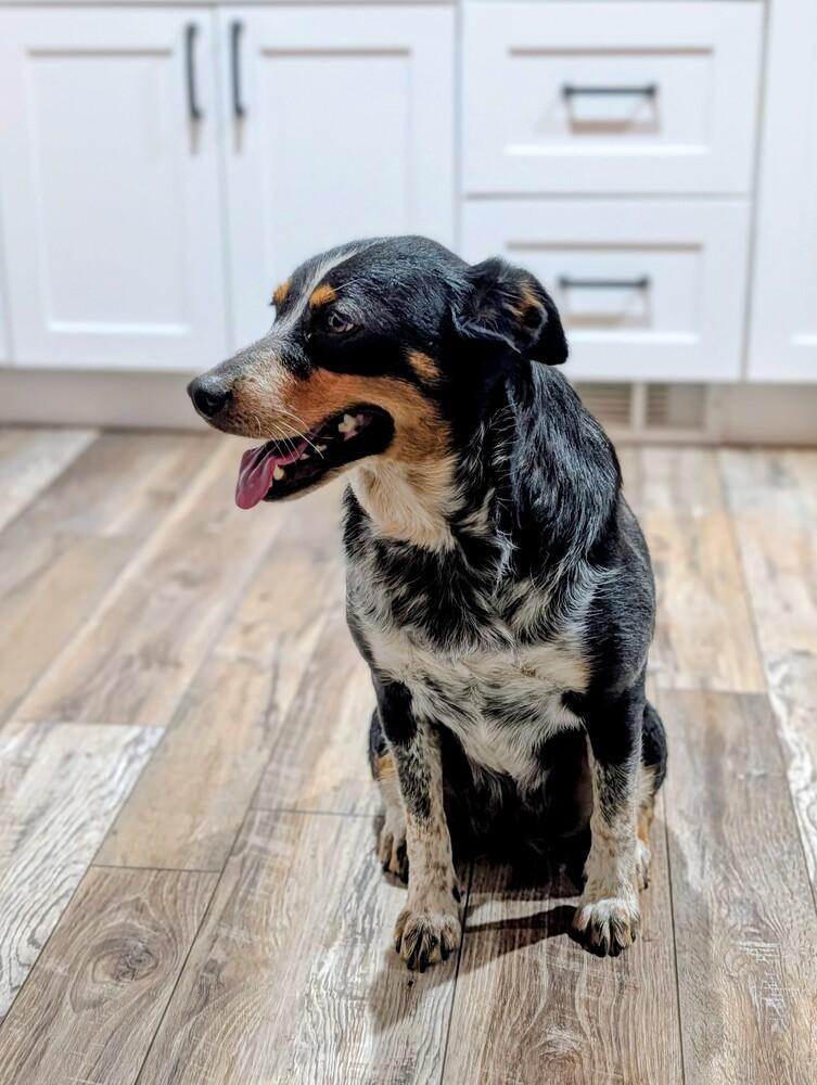 Enlarge Swiftie, a Adoptable Australian Shepherd in Denver, CO image 3/6