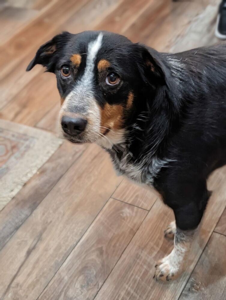 Enlarge Swiftie, a Adoptable Australian Shepherd in Denver, CO image 4/6