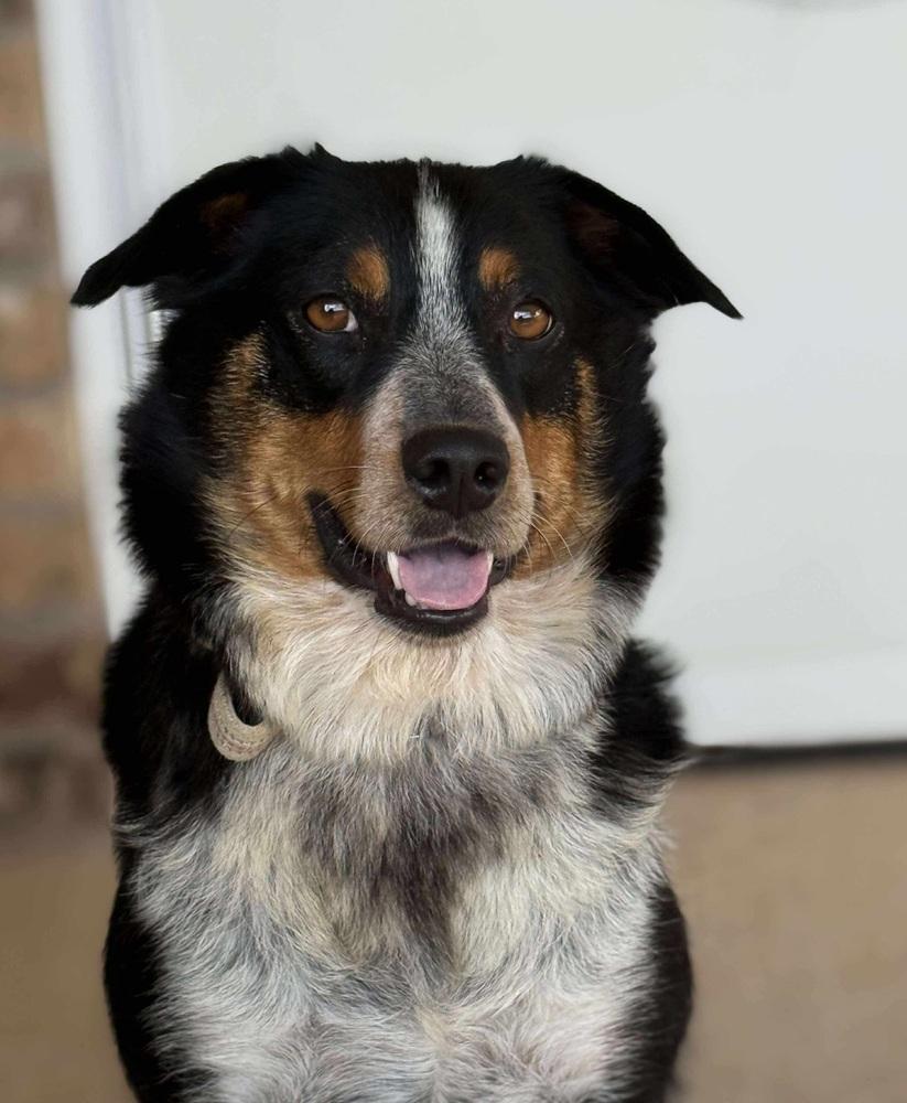 Enlarge Swiftie, a Adoptable Australian Shepherd in Denver, CO image 5/6
