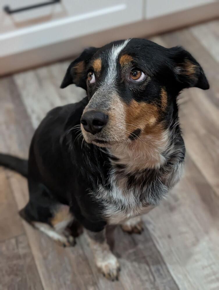 Enlarge Swiftie, a Adoptable Australian Shepherd in Denver, CO image 6/6