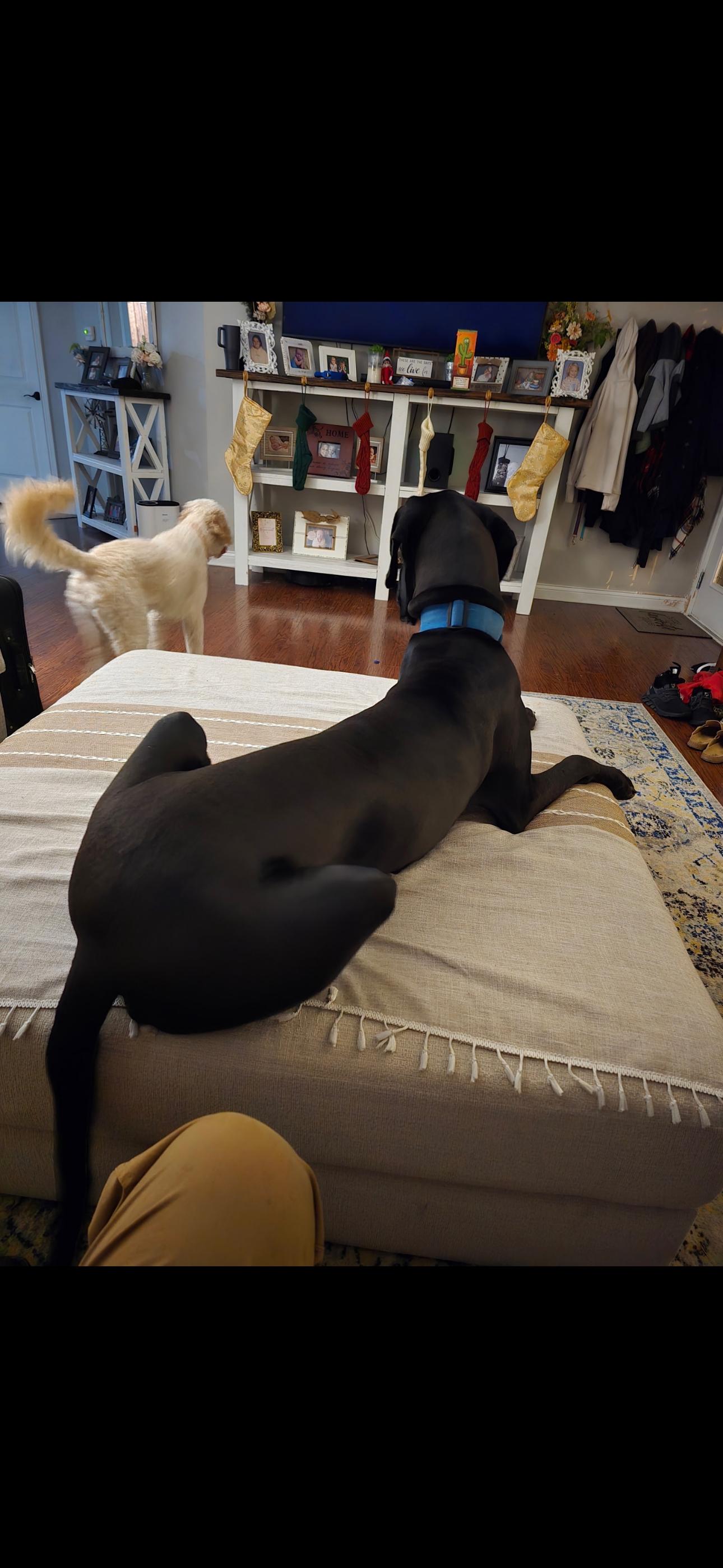 Luna, Adopted, Adult Female Great Dane.