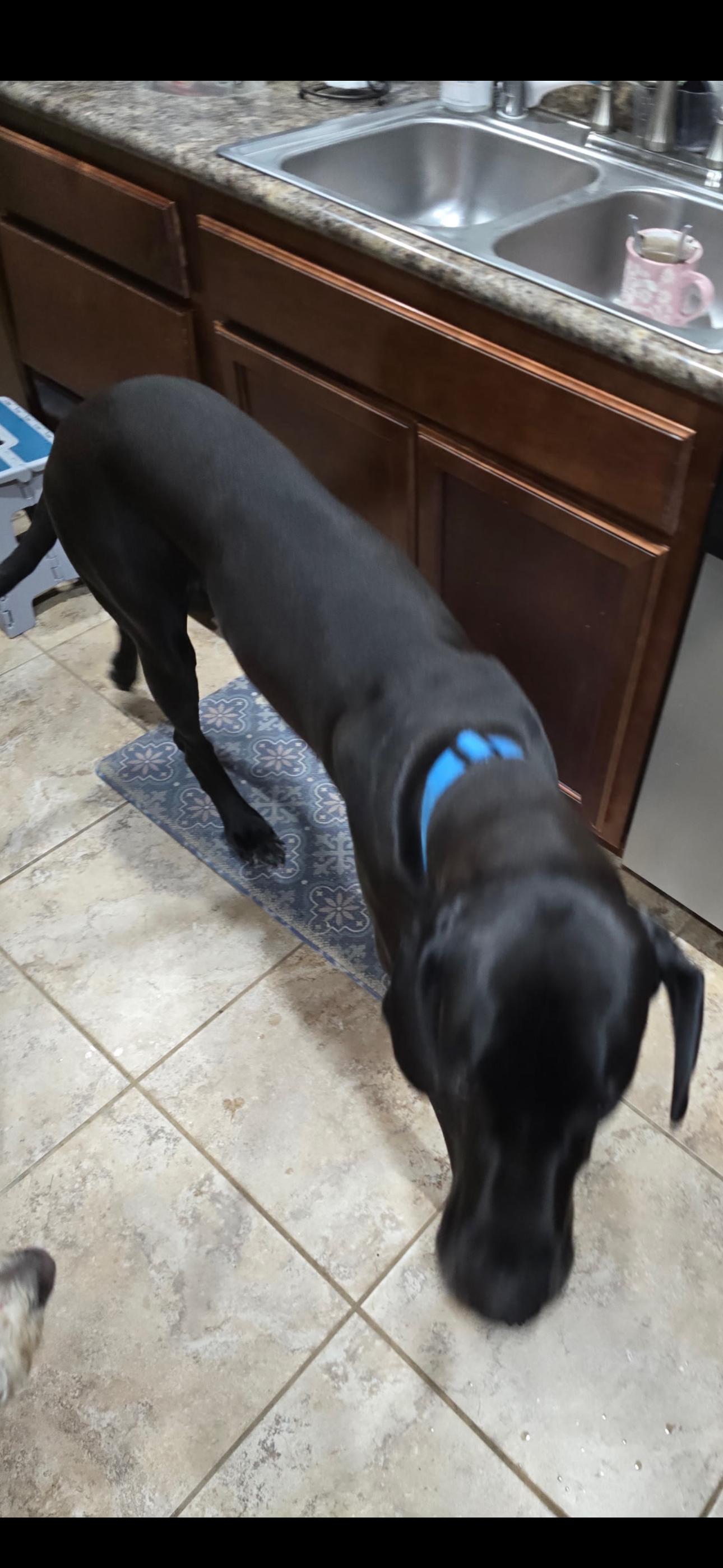 Enlarge Luna, a Adopted Great Dane in Murray, KY image 2/4