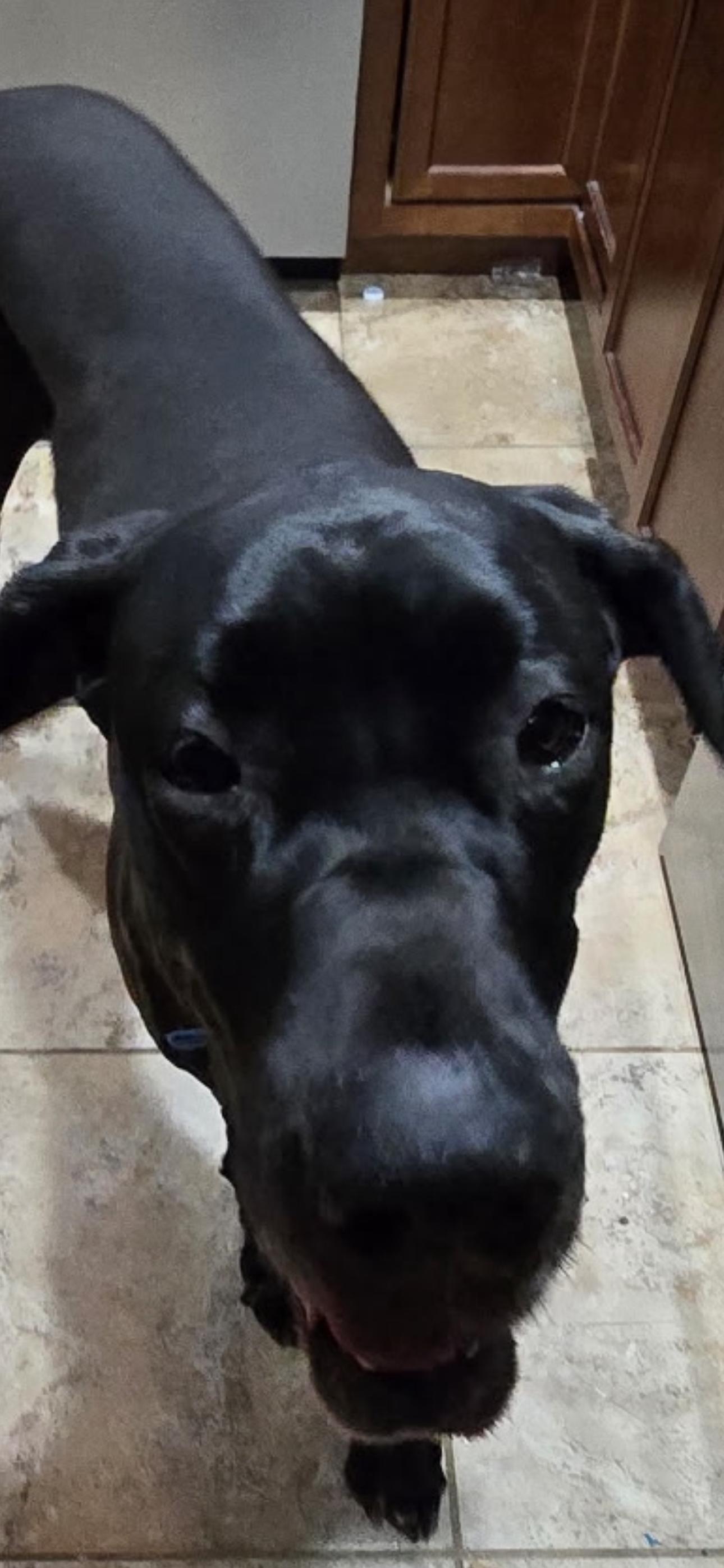 Enlarge Luna, a Adopted Great Dane in Murray, KY image 3/4