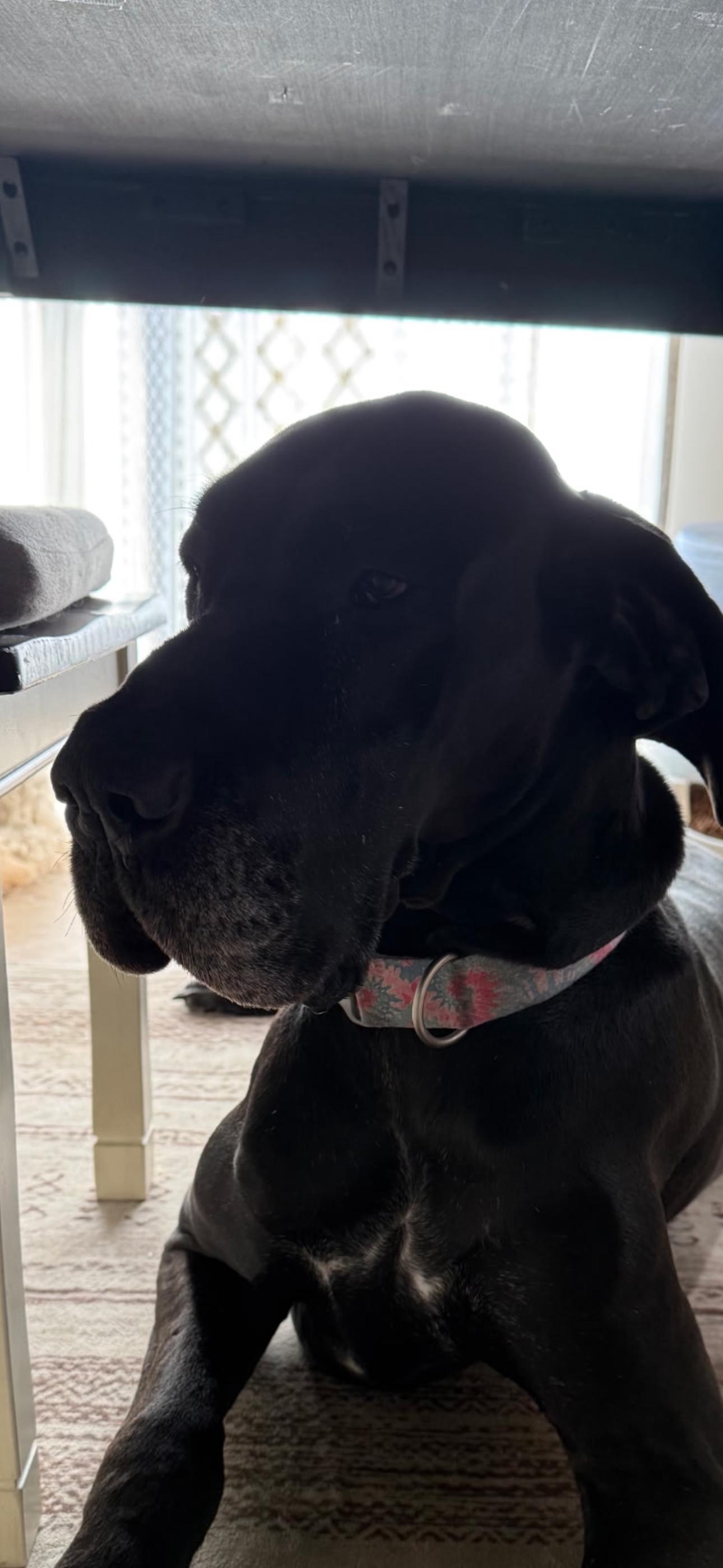 Luna, Adopted, Adult Female Great Dane.