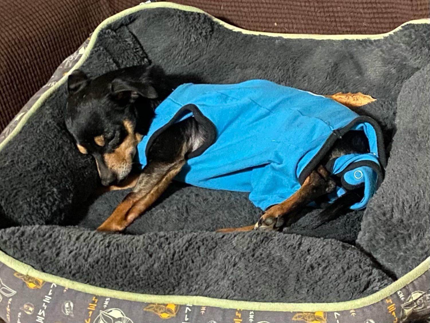 Linus, a ADOPTABLE Chihuahua in Orlando, FL image 3/6