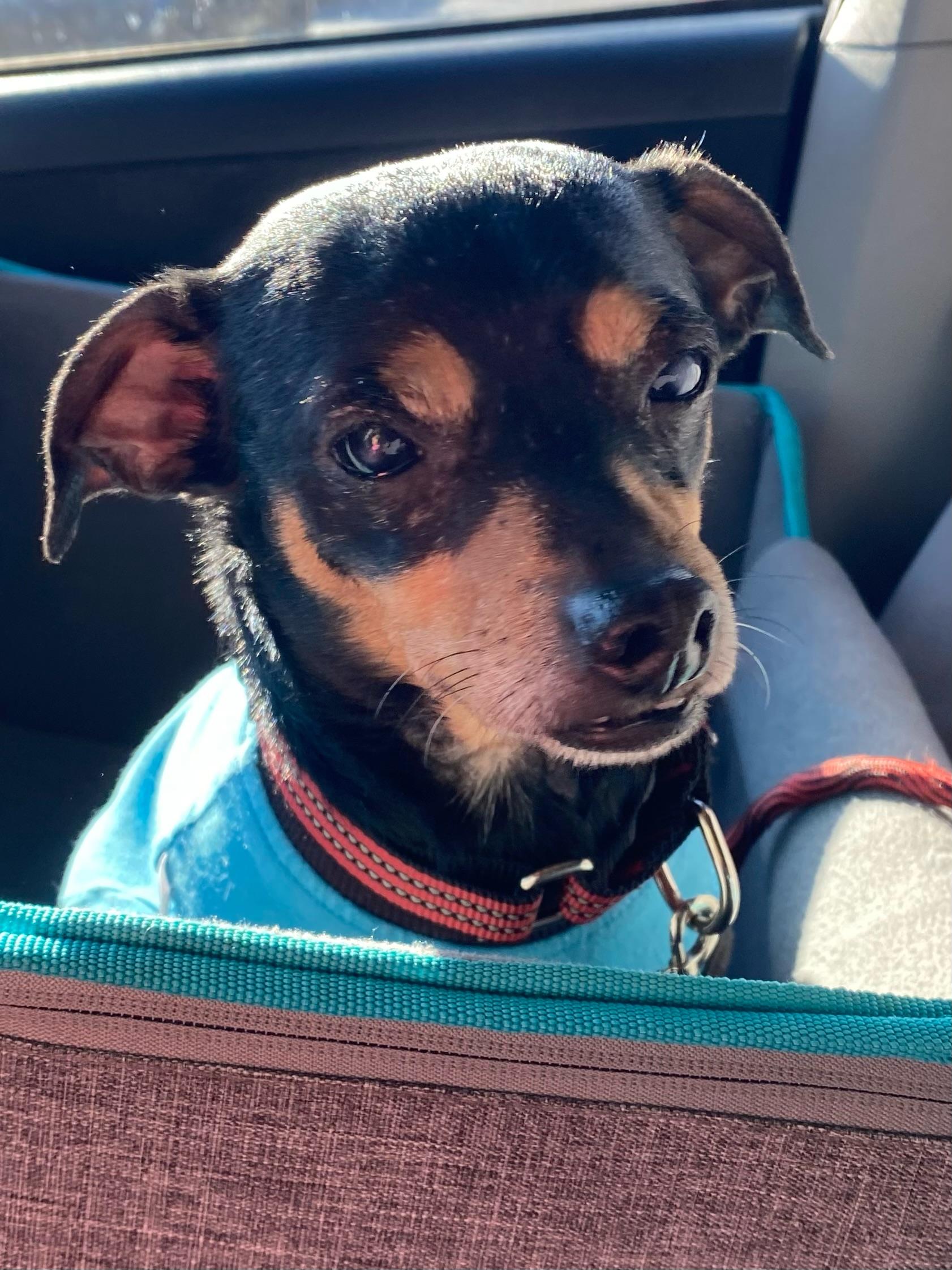 Linus, ADOPTABLE, Adult Male Chihuahua.