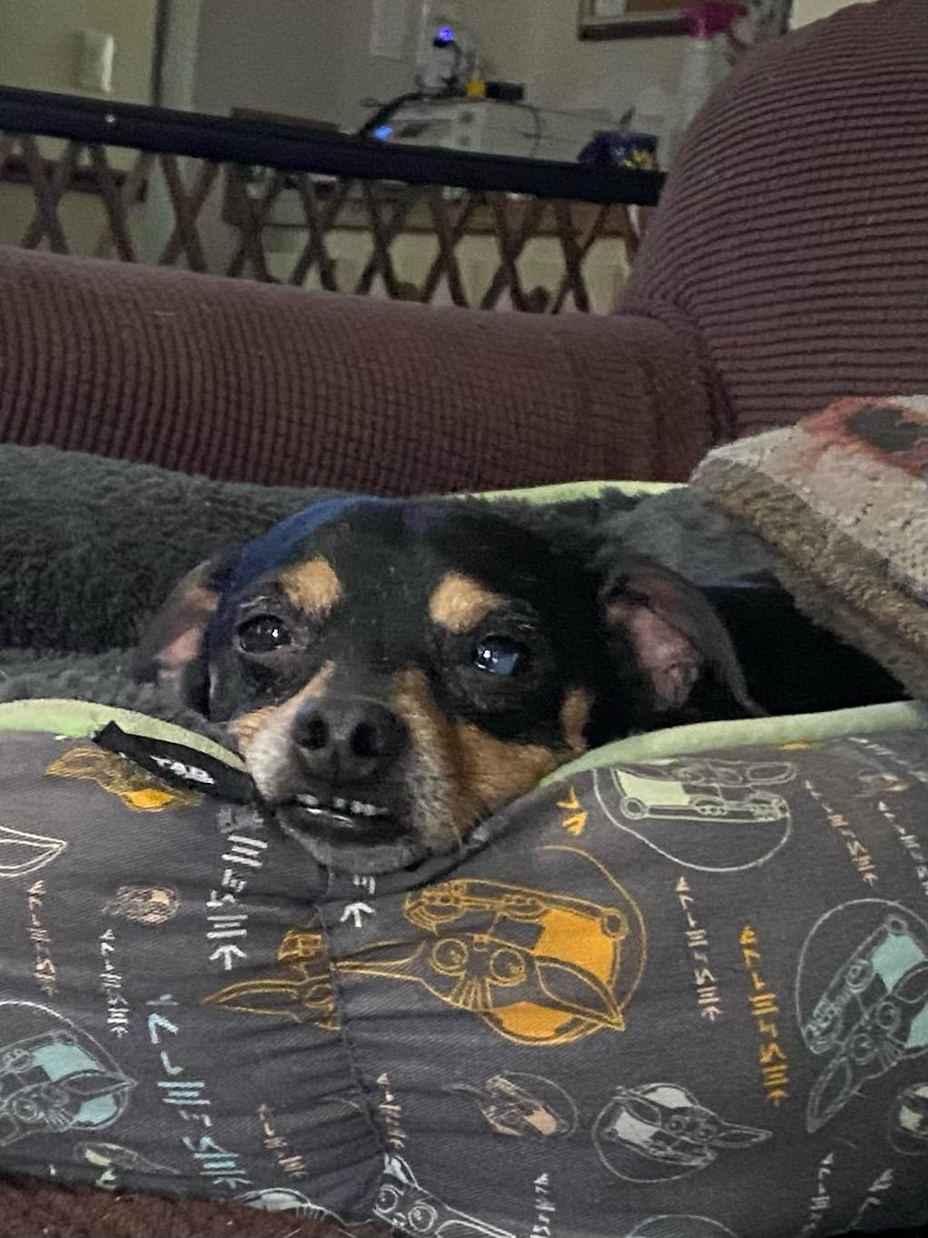 Linus, a ADOPTABLE Chihuahua in Orlando, FL image 6/6