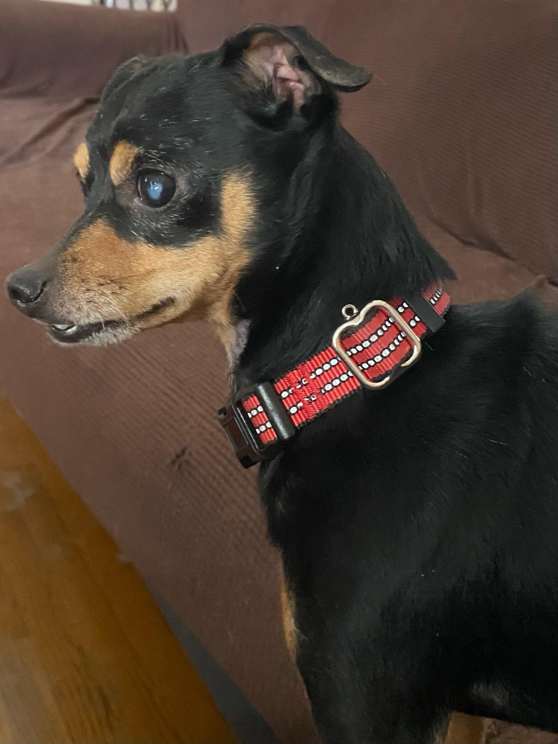 Linus, a ADOPTABLE Chihuahua in Orlando, FL image 2/6