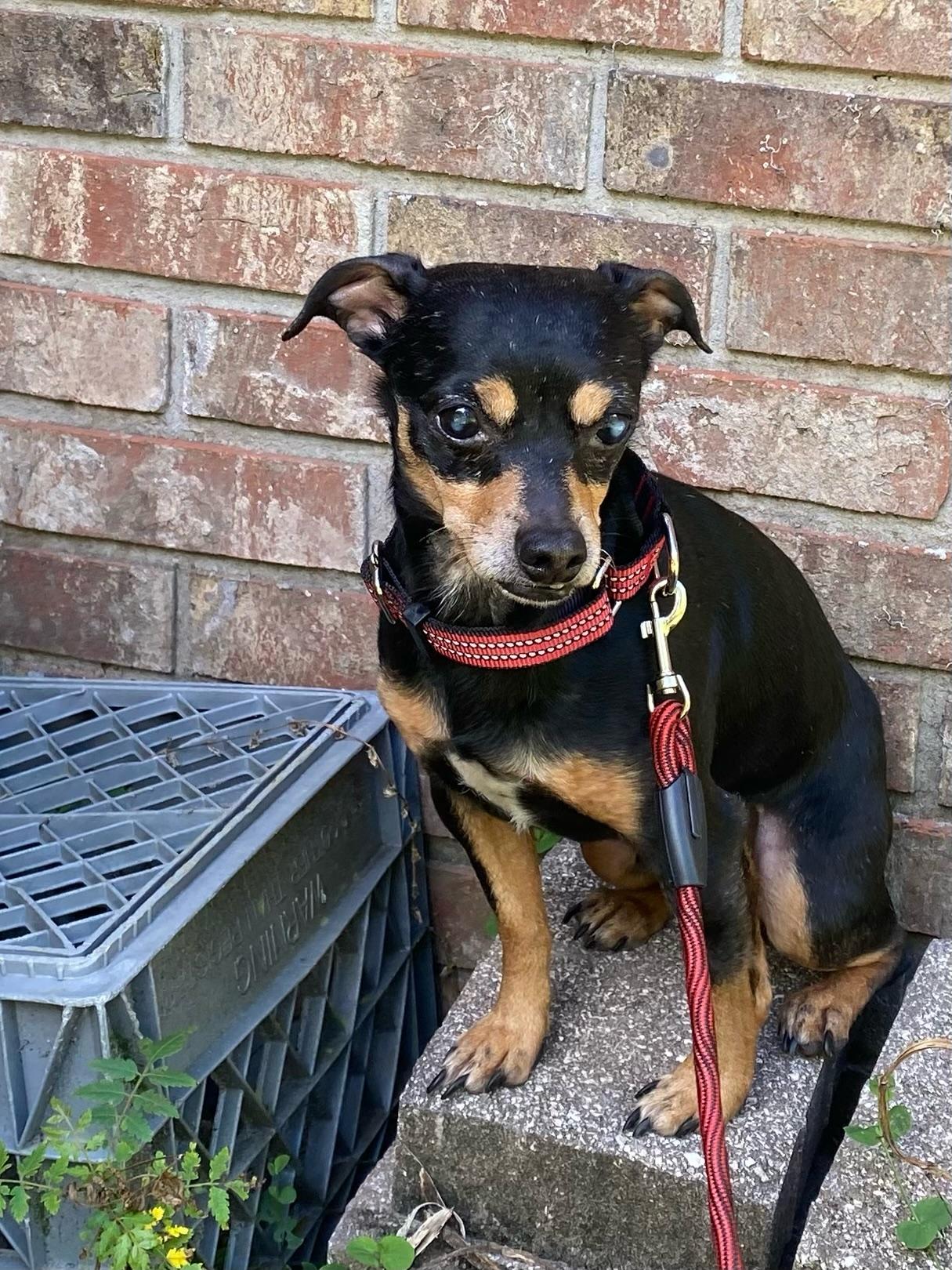 Linus, a ADOPTABLE Chihuahua in Orlando, FL image 4/6