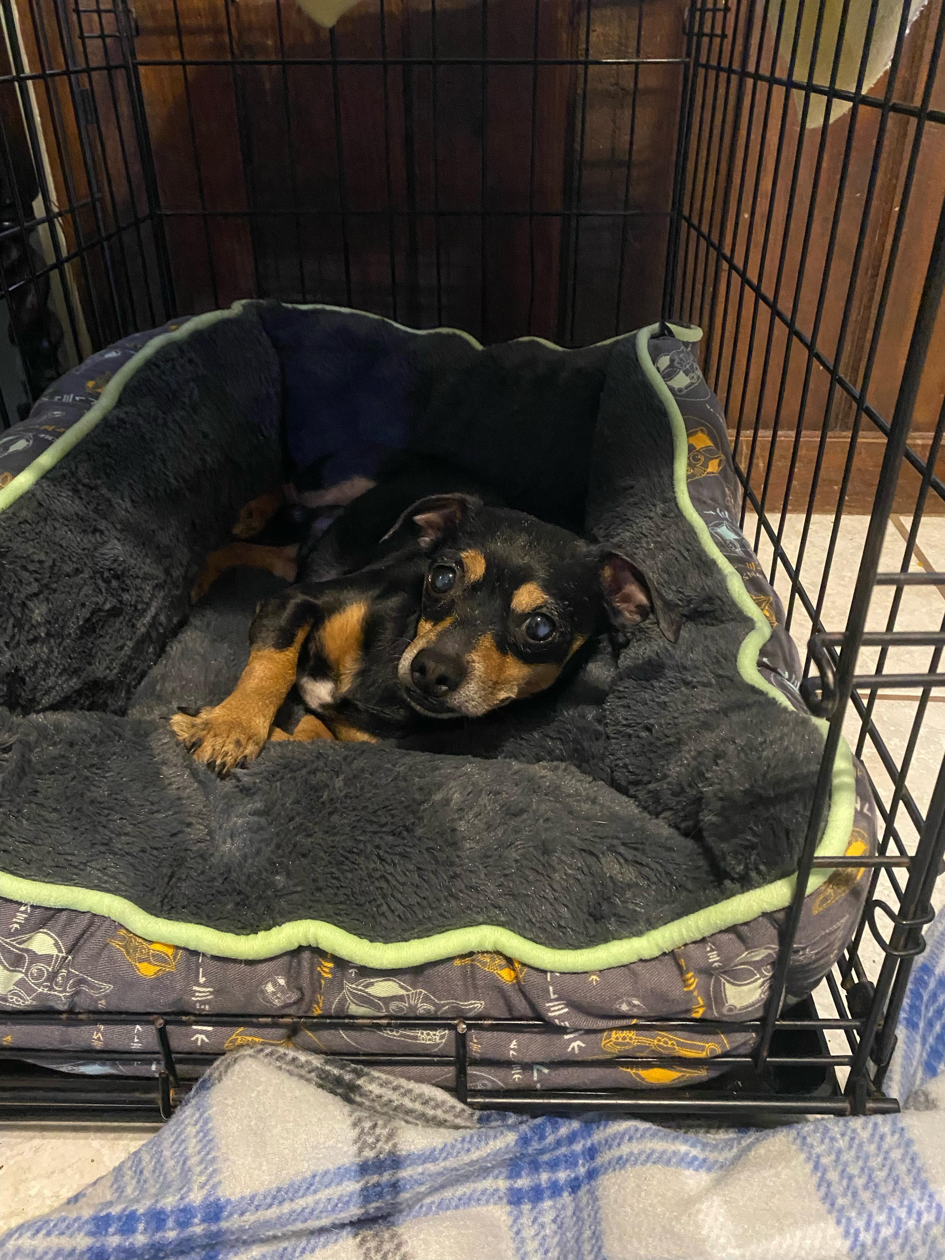 Linus, a ADOPTABLE Chihuahua in Orlando, FL image 5/6