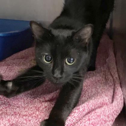 Mittens, ADOPTABLE, Adult Female Domestic Short Hair.