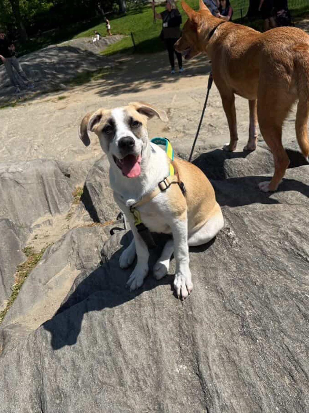 Enlarge Chiron, an adopted mixed breed in Matawan, NJ image 4/5