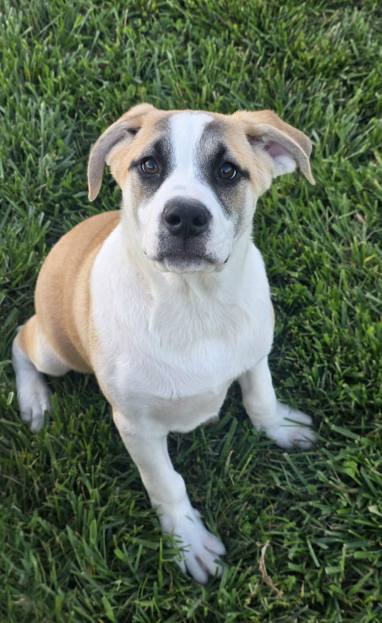 Enlarge Chiron, an adopted mixed breed in Matawan, NJ image 2/5