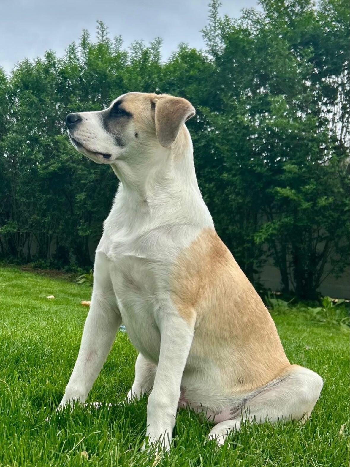 Chiron, adopted, Puppy Male Australian Cattle Dog / Blue Heeler & Shepherd.