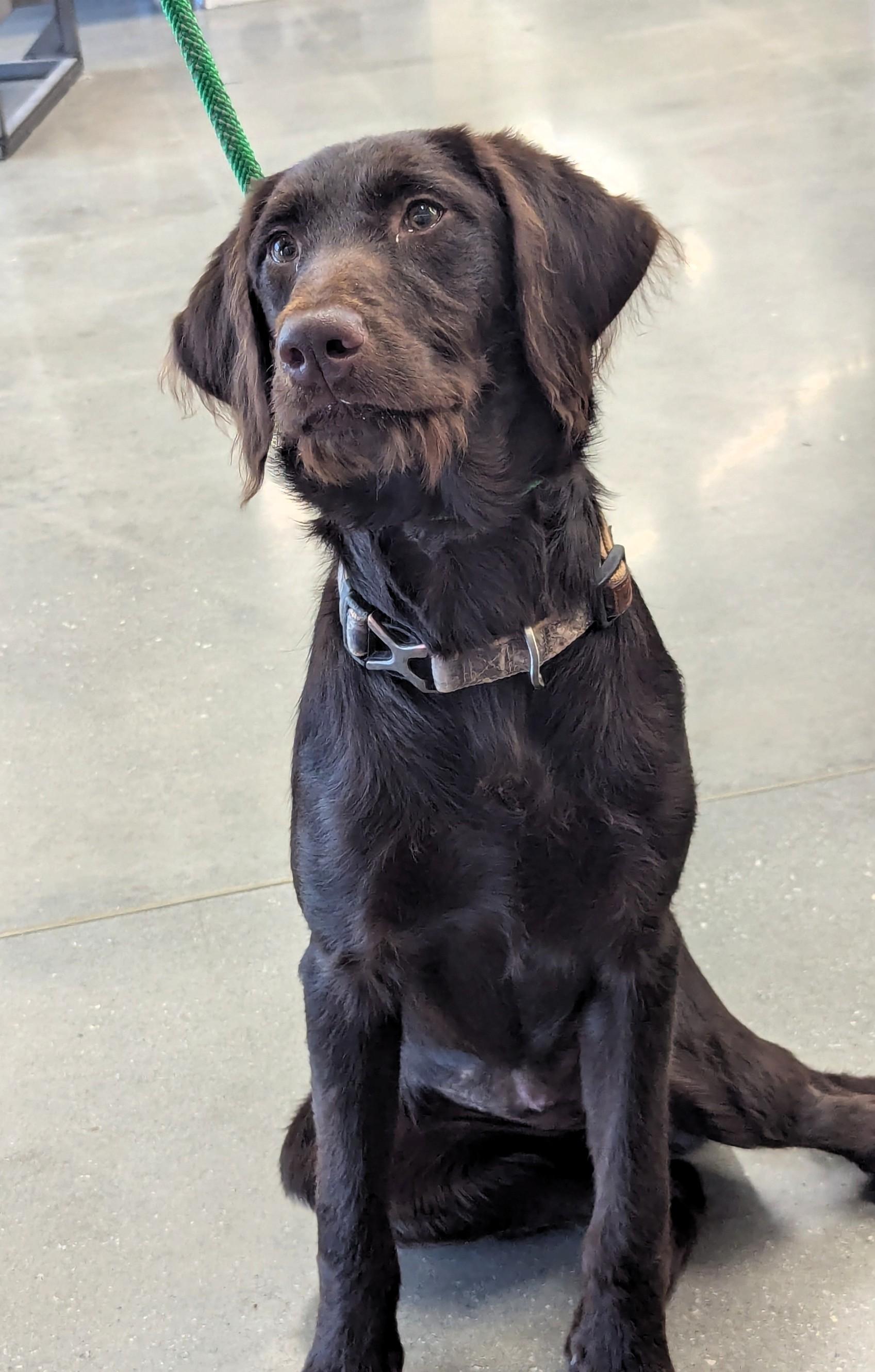 Enlarge Jeri 7 months old Lab/Spaniel mix Adoreable Ask for her Video so Unique, an adopted mixed breed in Danbury, CT image 4/4
