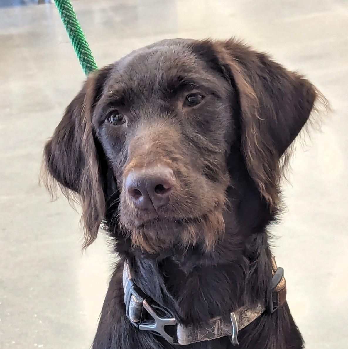 Jeri 7 months old Lab/Spaniel mix Adoreable Ask for her Video so Unique, adopted, Young Female Labrador Retriever & American Water Spaniel.