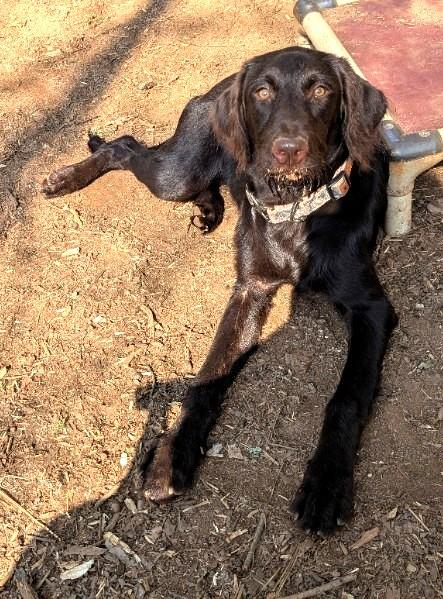 Enlarge Jeri 7 months old Lab/Spaniel mix Adoreable Ask for her Video so Unique, an adopted mixed breed in Danbury, CT image 3/4