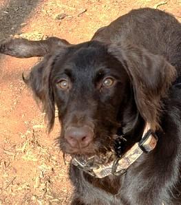 Enlarge Jeri 7 months old Lab/Spaniel mix Adoreable Ask for her Video so Unique, an adopted mixed breed in Danbury, CT image 2/4