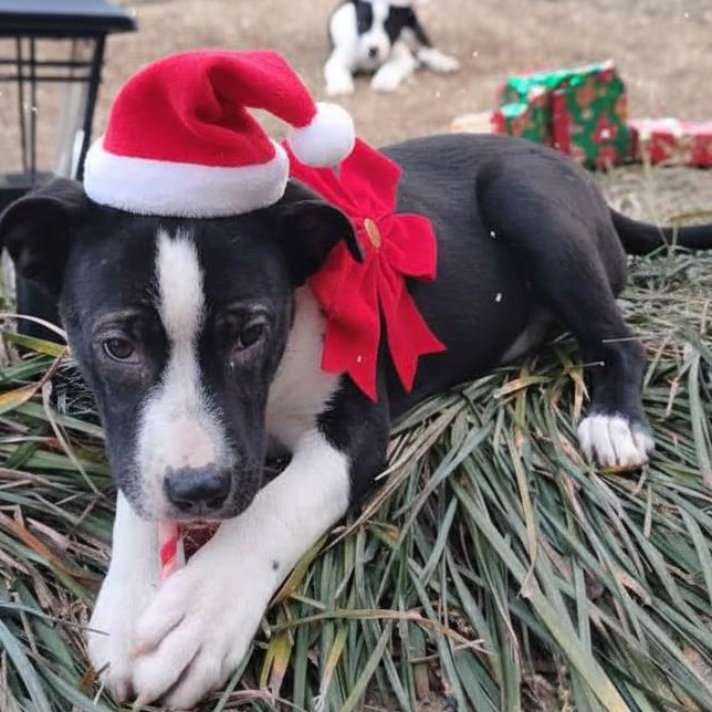 Bear, adopted, Young Male American Bulldog.