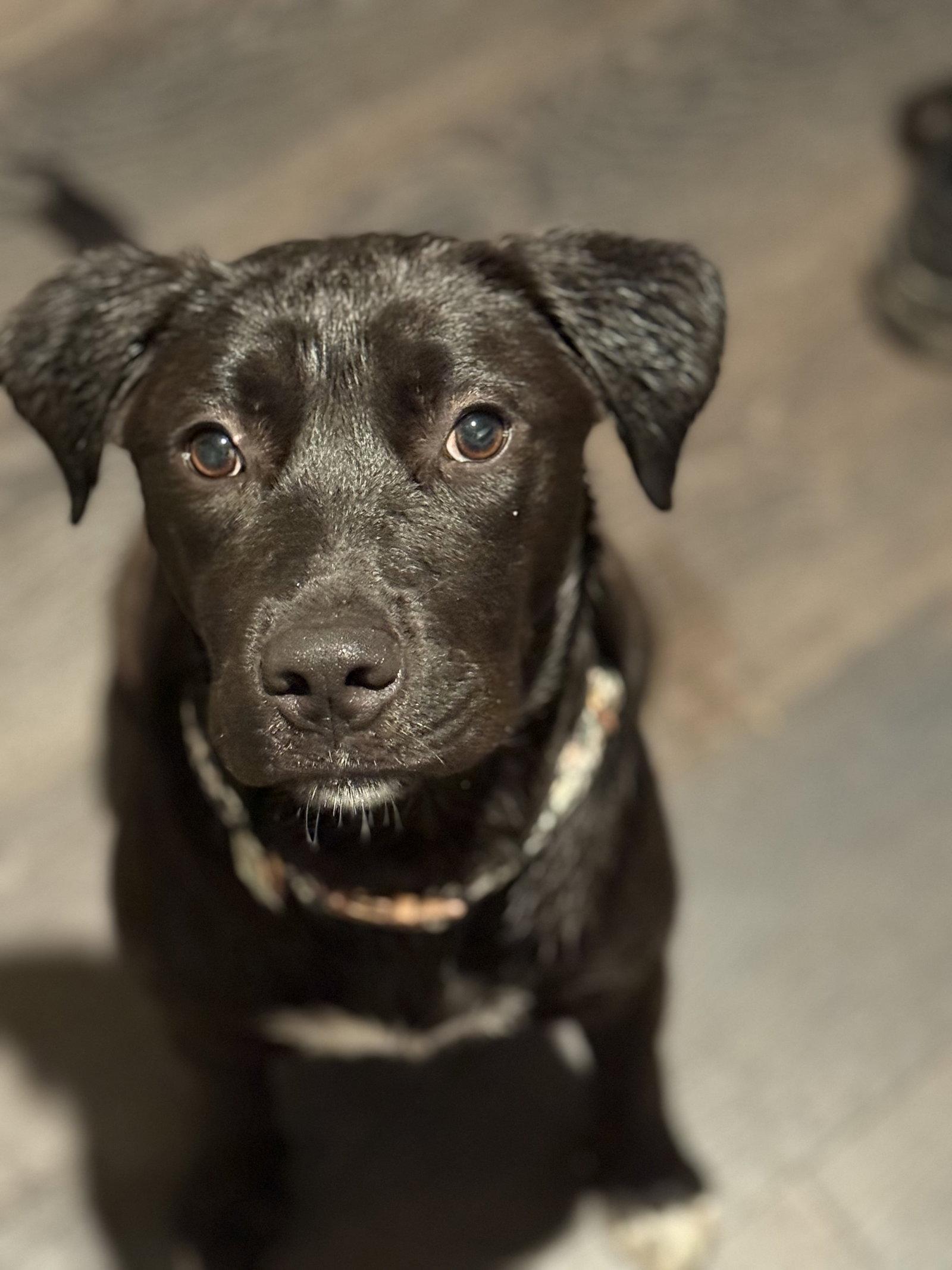 Enlarge Blu, a Adoptable Labrador Retriever in The Woodlands, TX image 1/3