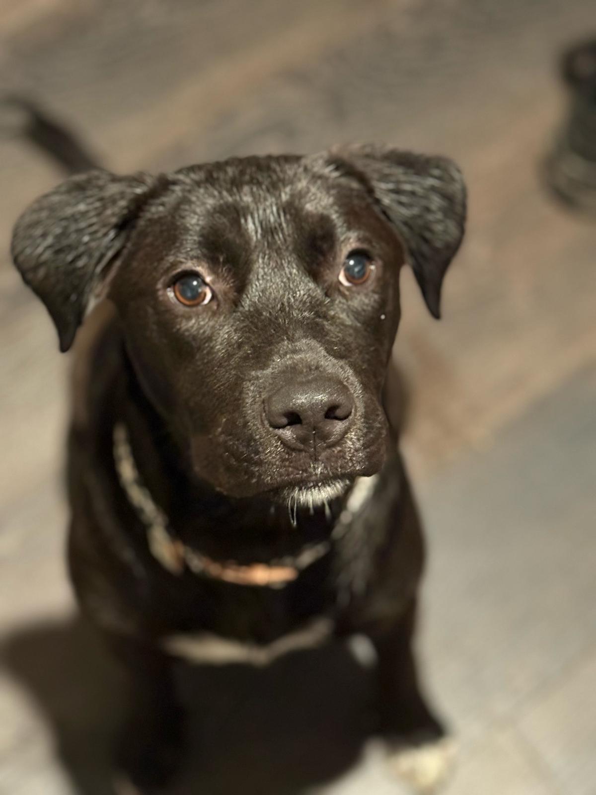 Enlarge Blu, a Adoptable Labrador Retriever in The Woodlands, TX image 2/3
