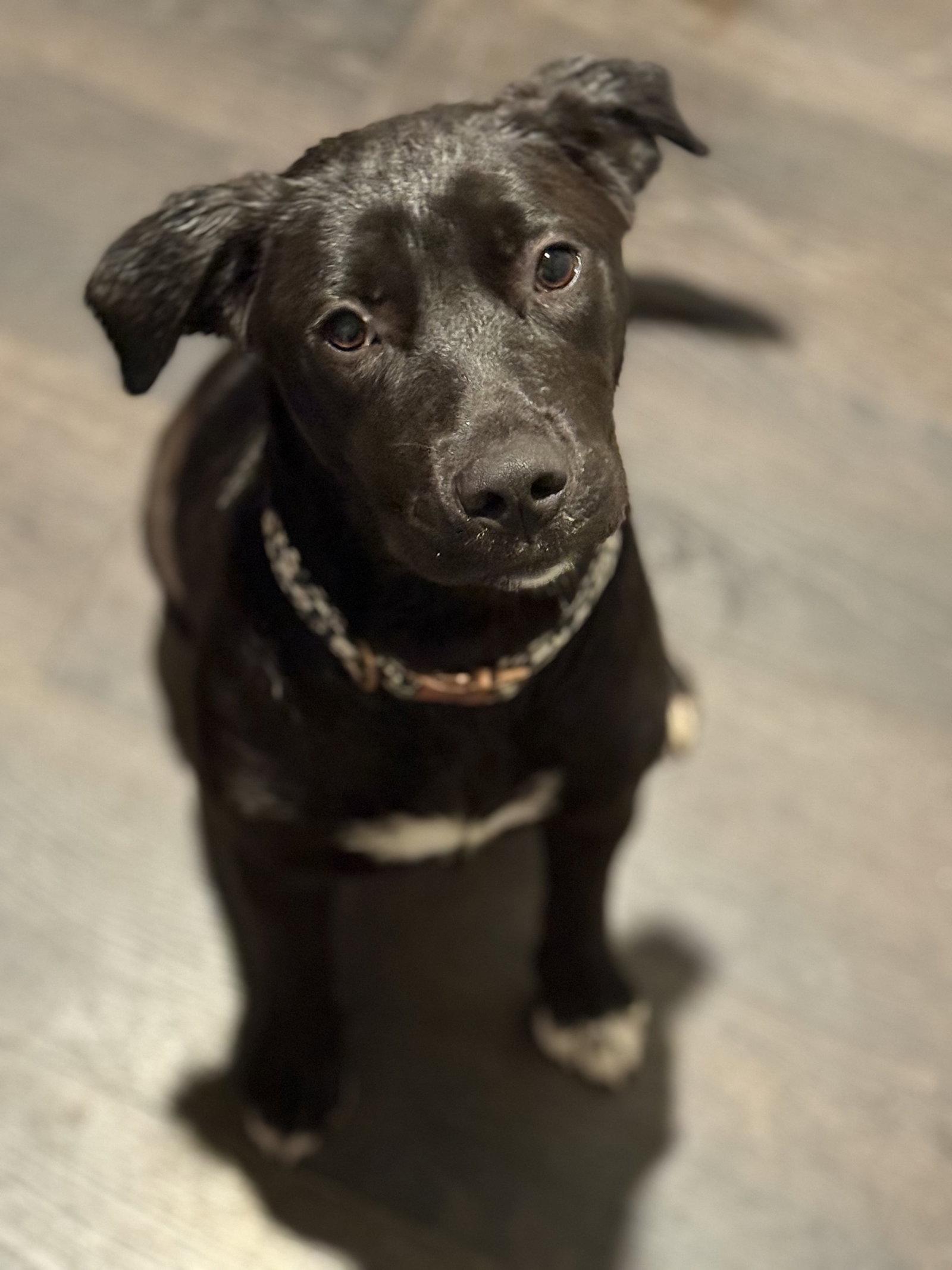 Enlarge Blu, a Adoptable Labrador Retriever in The Woodlands, TX image 3/3