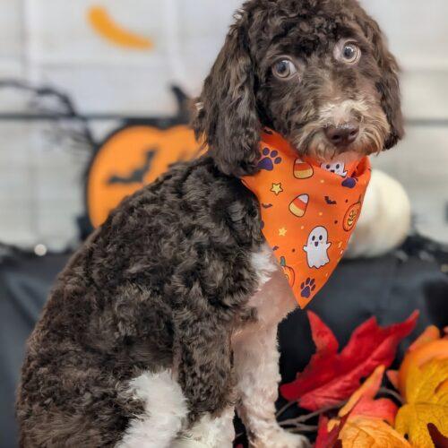Enlarge Misty (#410), a Adoptable Miniature Poodle in Twin lakes, WI image 1/1