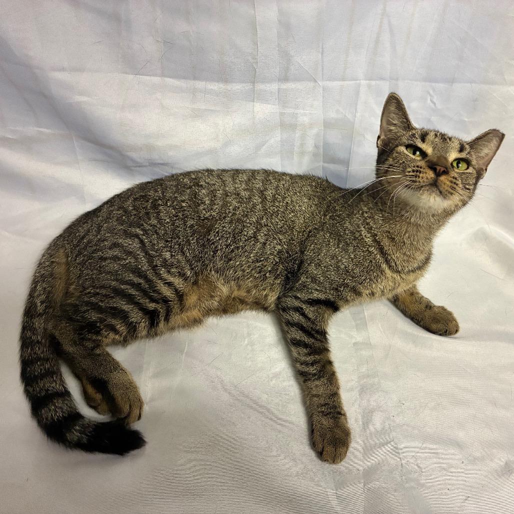 Enlarge Katherine, a Adoptable Domestic Short Hair in Folsom, LA image 1/1