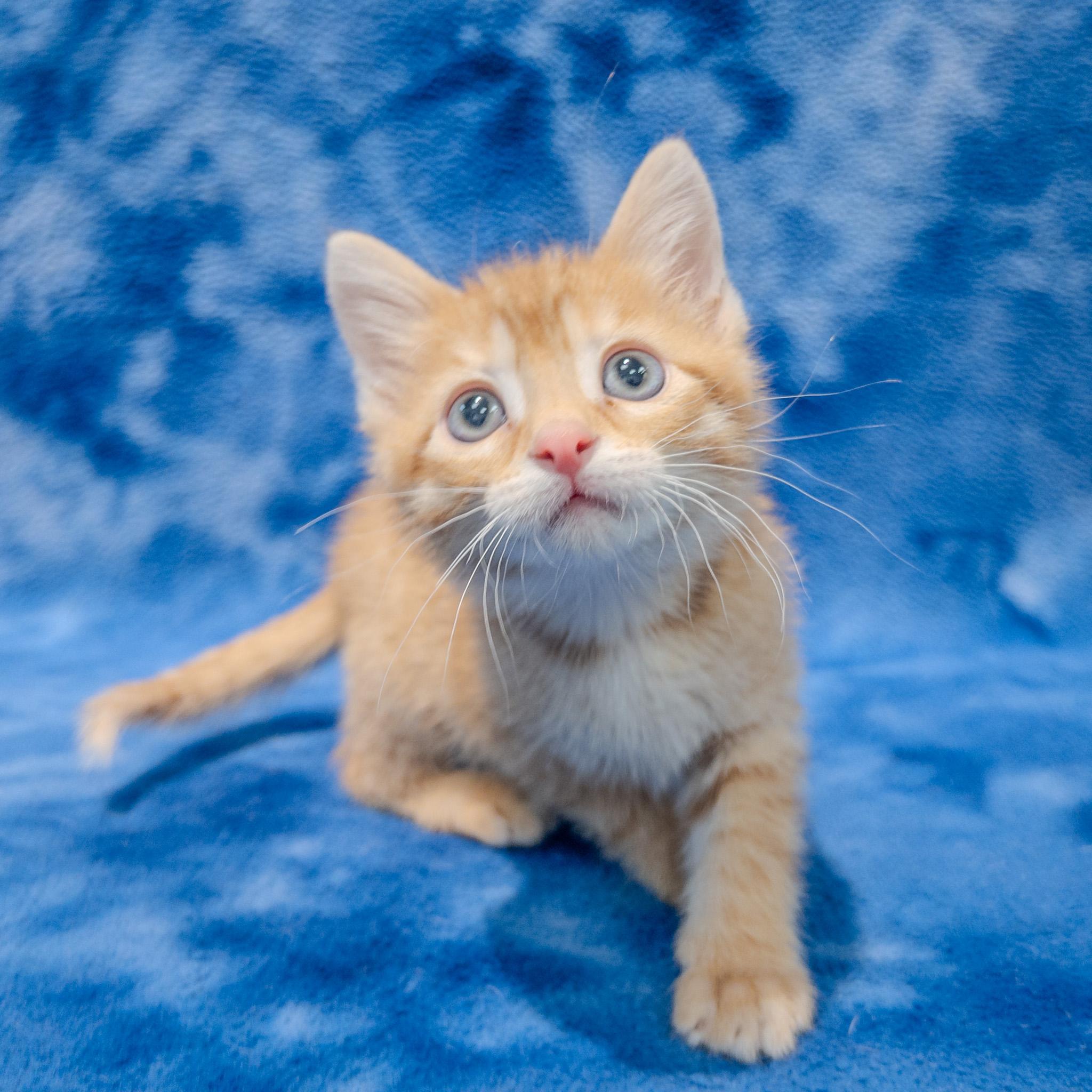 Enlarge Reggie, a ADOPTABLE mixed breed in Overland Park, KS image 1/1
