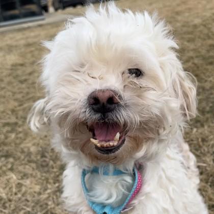 Neptune, Adoptable, Senior Male Maltese & Mixed Breed.