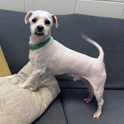 Neptune, Adoptable, Senior Male Maltese & Mixed Breed.