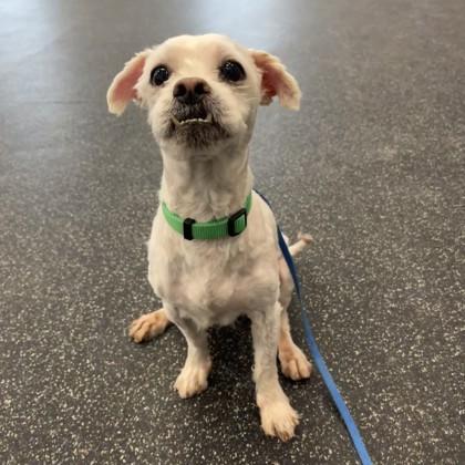 Enlarge Neptune, a Adoptable mixed breed in Wheaton, IL image 2/3