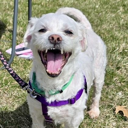 Neptune, Adoptable, Senior Male Maltese & Mixed Breed.