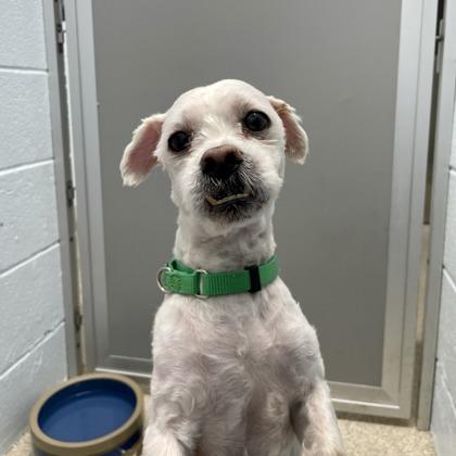 Enlarge Neptune, a Adoptable mixed breed in Wheaton, IL image 2/3