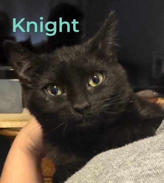Enlarge Knight (aka Riley), an adopted Domestic Short Hair in Murfreesboro, TN image 2/3