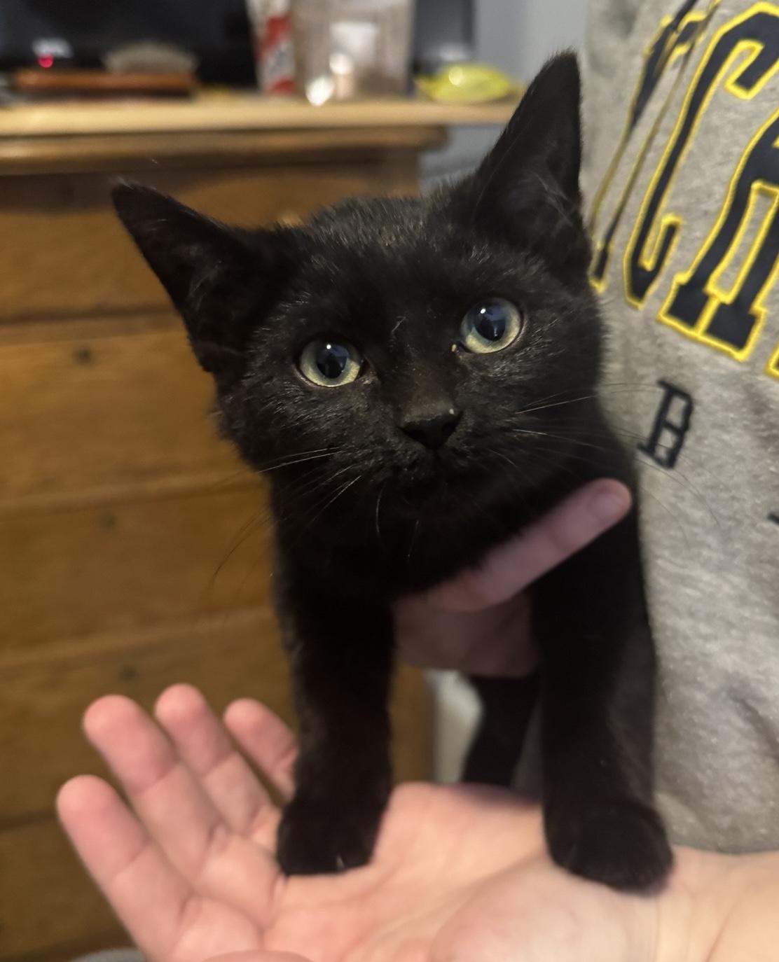 Enlarge Knight (aka Riley), an adopted Domestic Short Hair in Murfreesboro, TN image 3/3