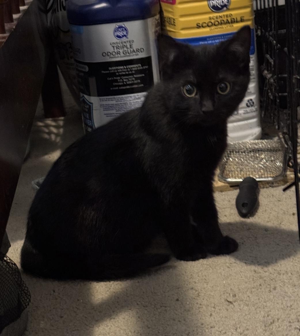 Enlarge Knight (aka Riley), an adopted Domestic Short Hair in Murfreesboro, TN image 1/3