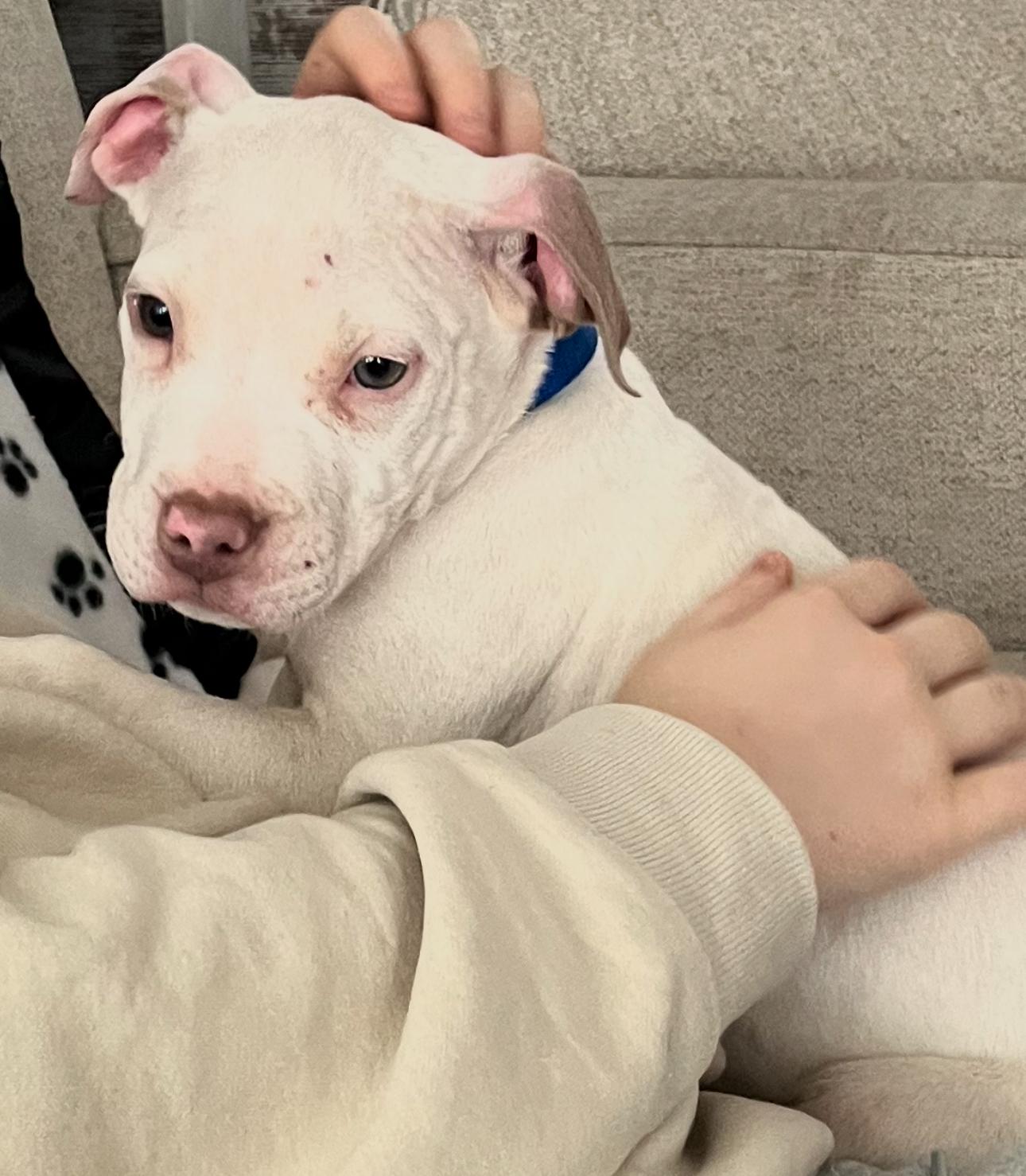 Polar, Adopted, Young Male Pit Bull Terrier & American Staffordshire Terrier.