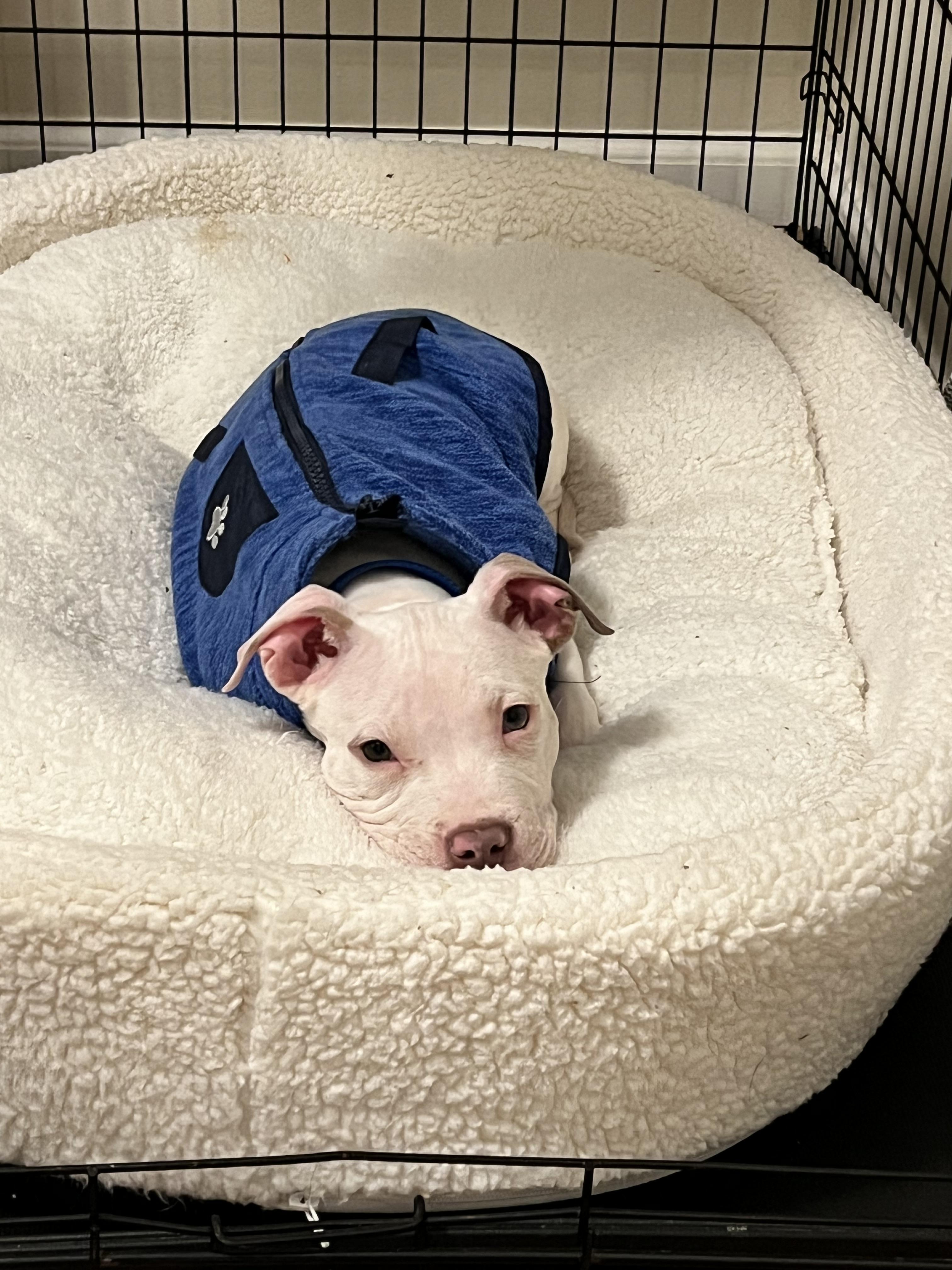 Enlarge Polar, a Adopted mixed breed in Troy, MI image 2/6