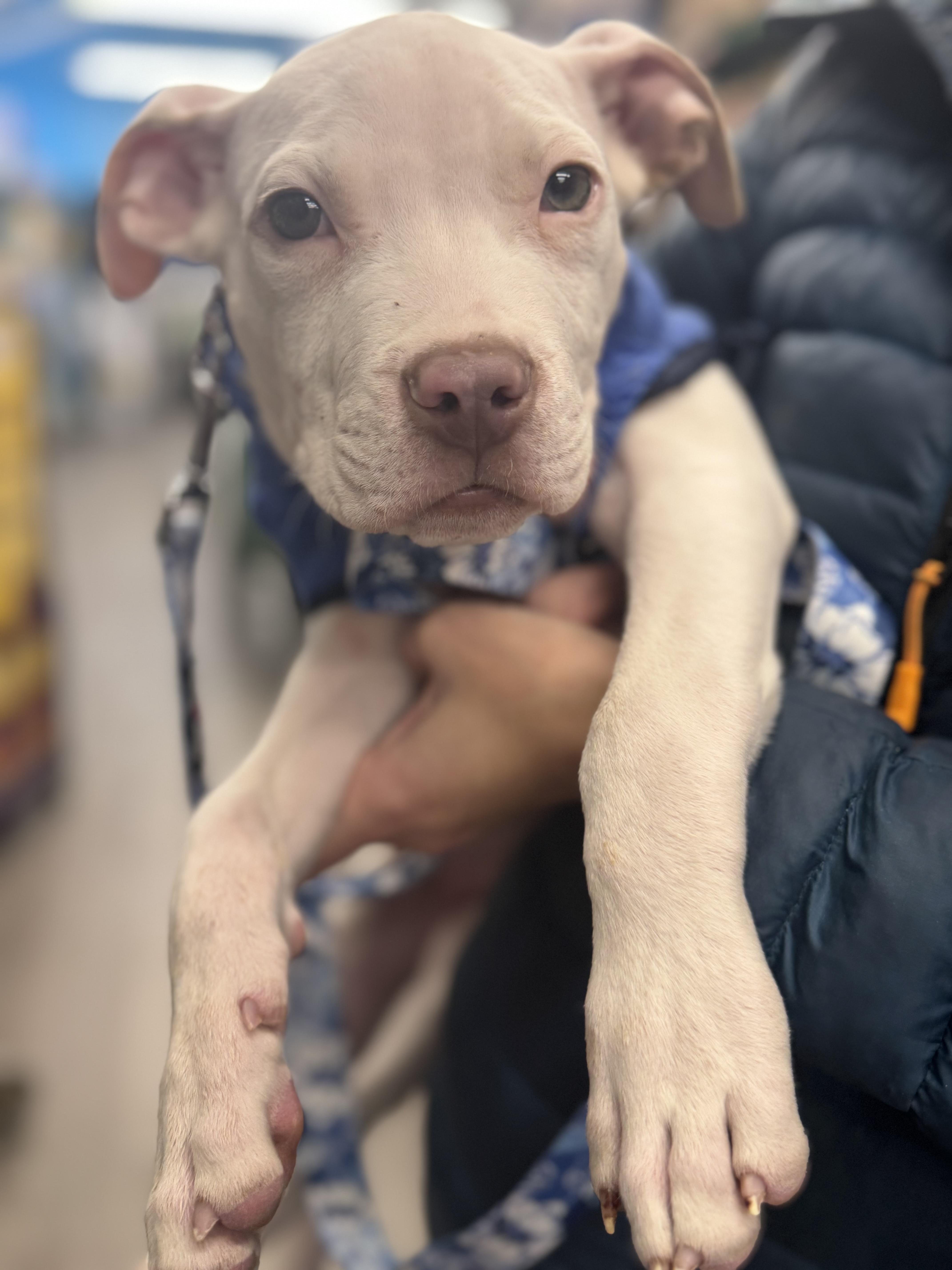 Enlarge Polar, a Adopted mixed breed in Troy, MI image 4/6