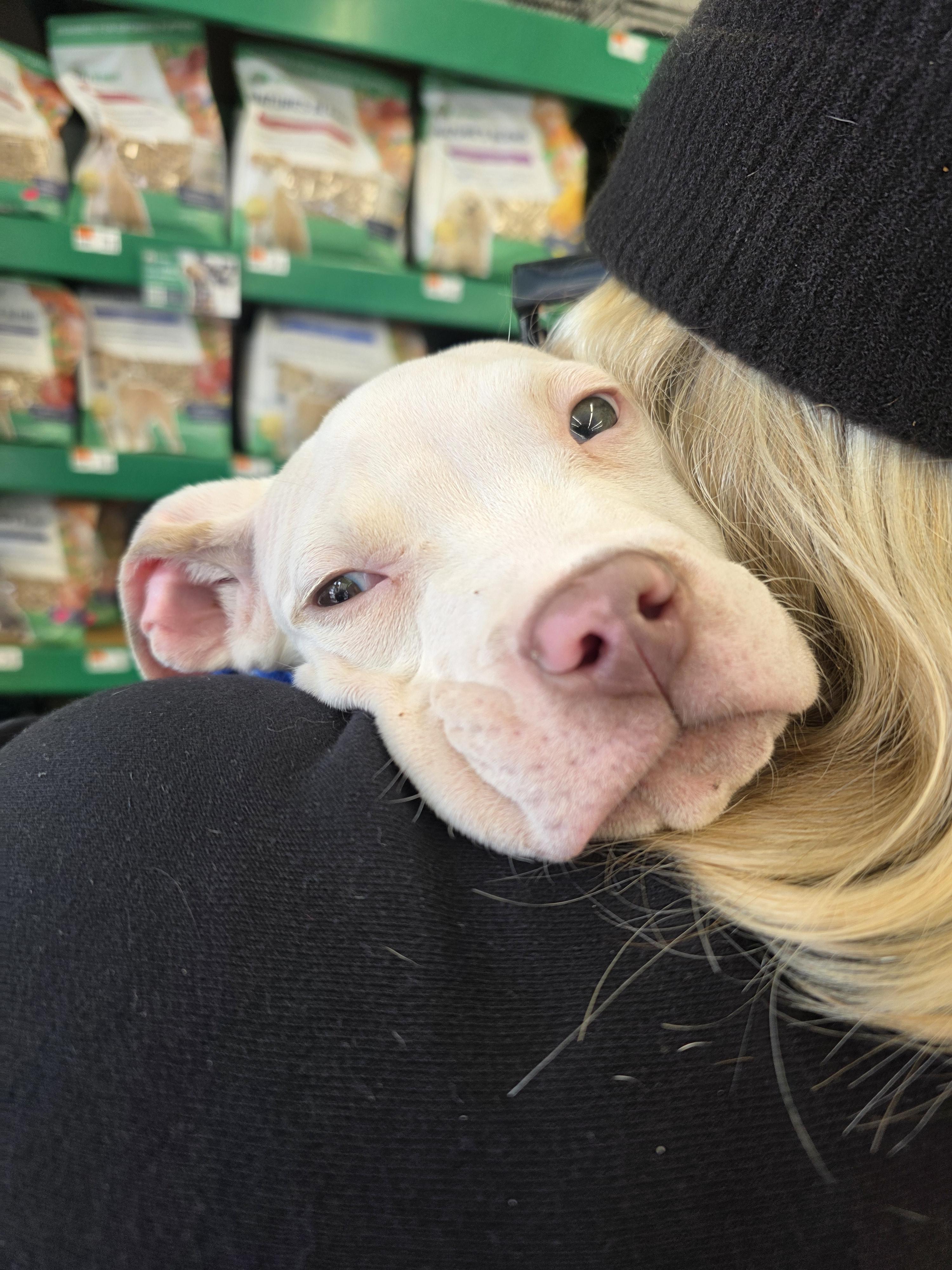 Enlarge Polar, a Adopted mixed breed in Troy, MI image 5/6