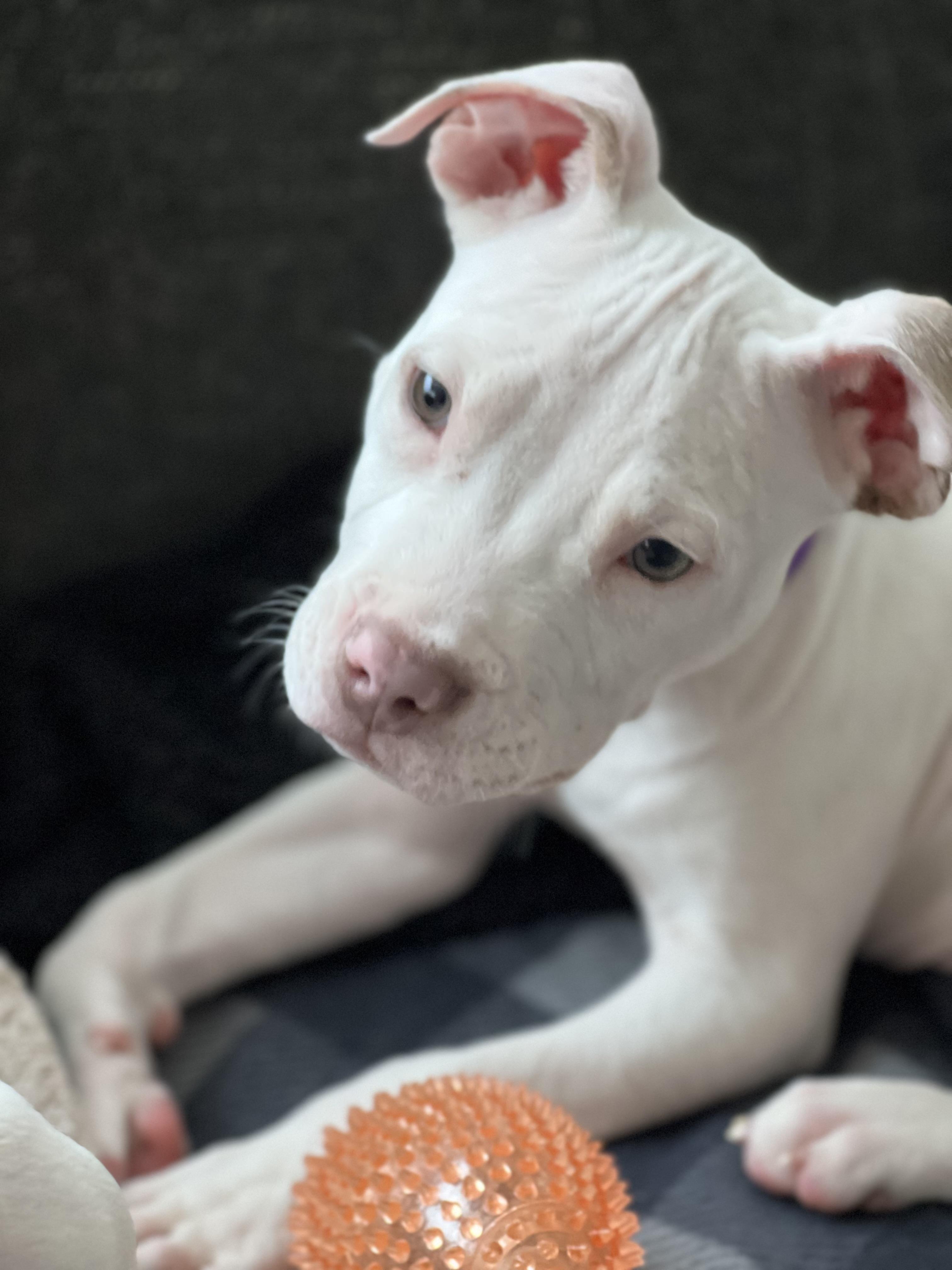 Enlarge Polar, a Adopted mixed breed in Troy, MI image 6/6