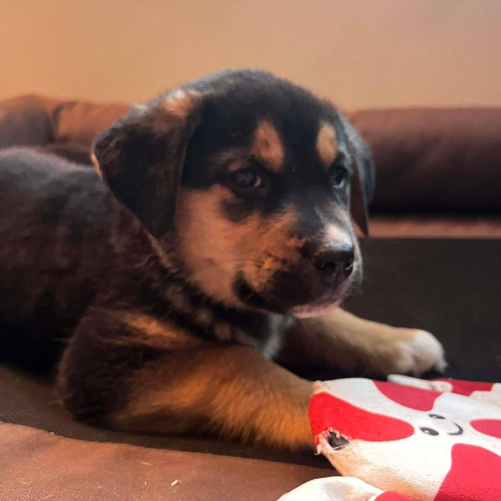 Enlarge Diesel, a Adoptable mixed breed in Overland Park, KS image 1/3