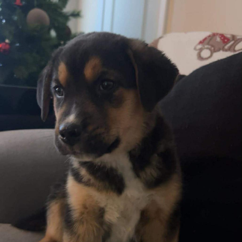 Enlarge Diesel, a Adoptable mixed breed in Overland Park, KS image 3/3