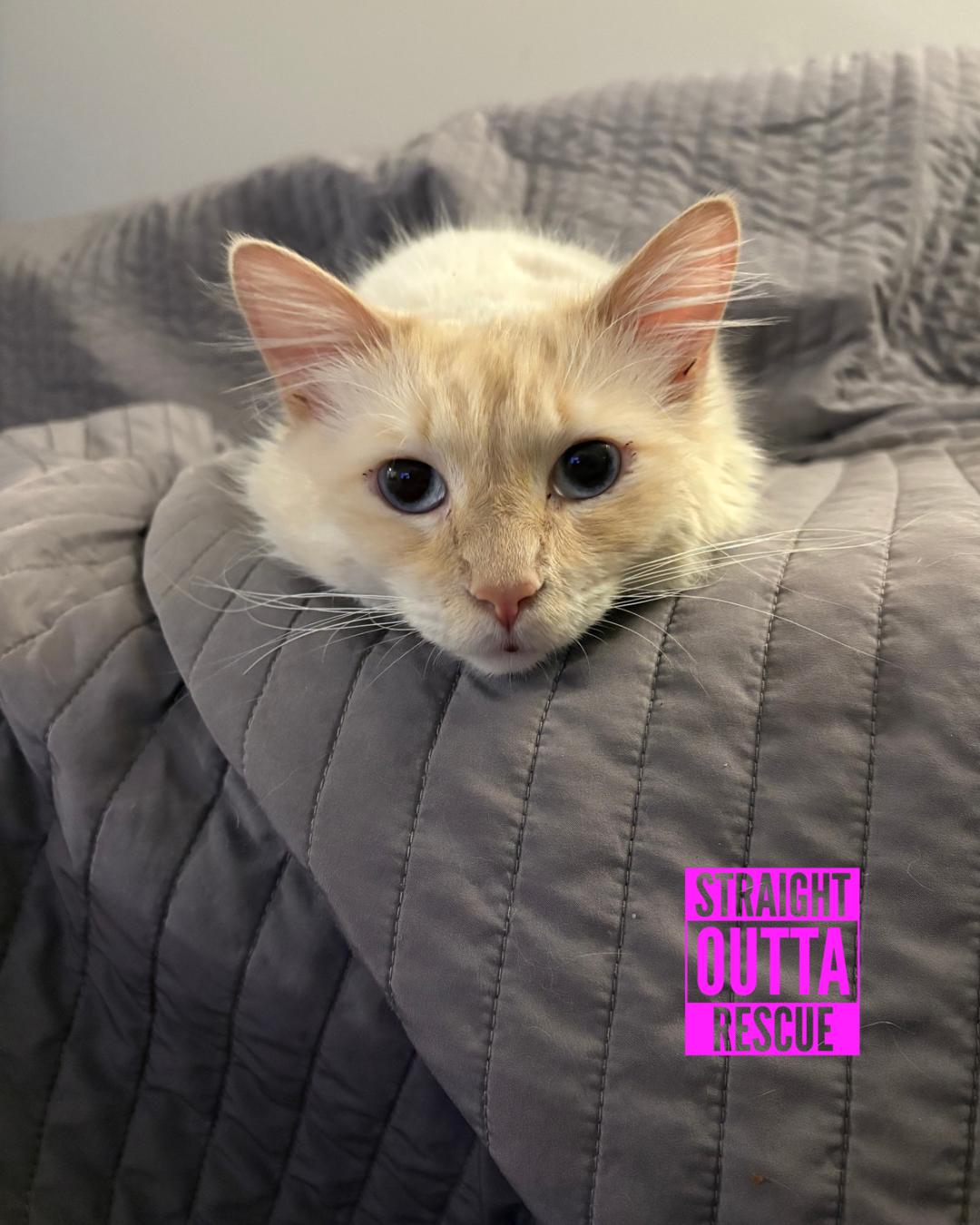 Casper *New pics and bio, adopted, Adult Male Domestic Long Hair.