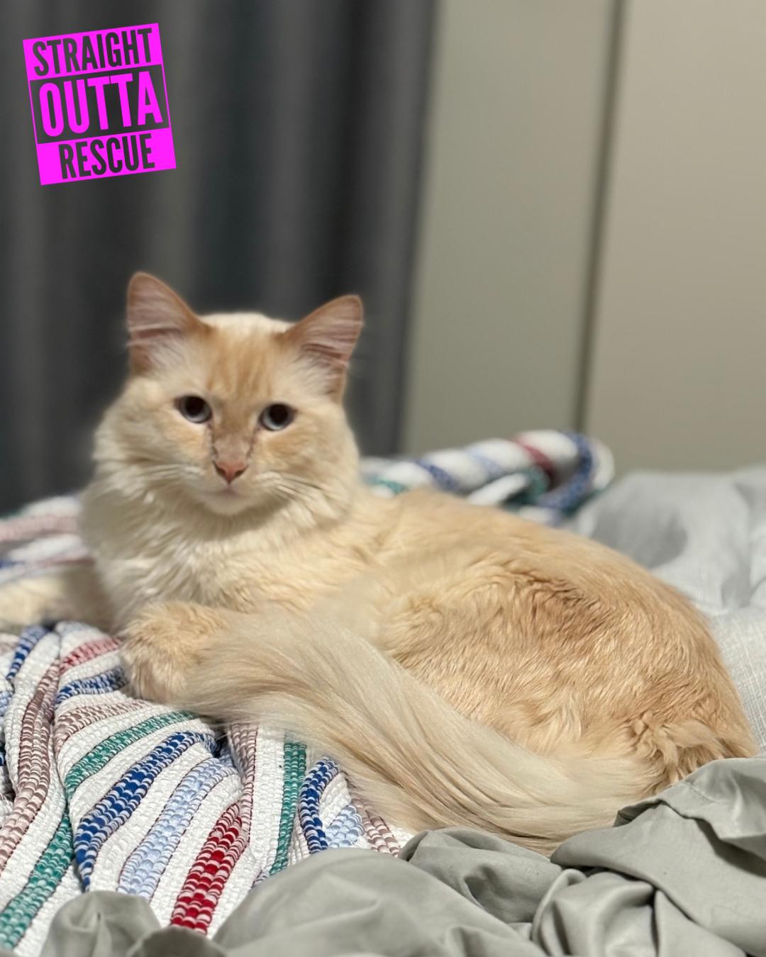 Enlarge Casper *New pics and bio, an adopted Domestic Long Hair in Vancouver, BC image 4/6