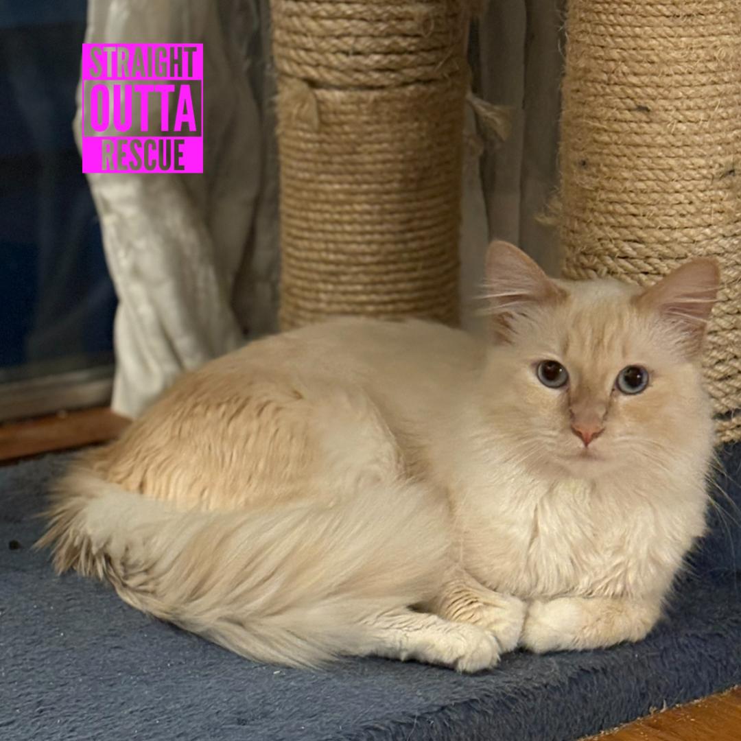 Enlarge Casper *New pics and bio, an adopted Domestic Long Hair in Vancouver, BC image 2/6