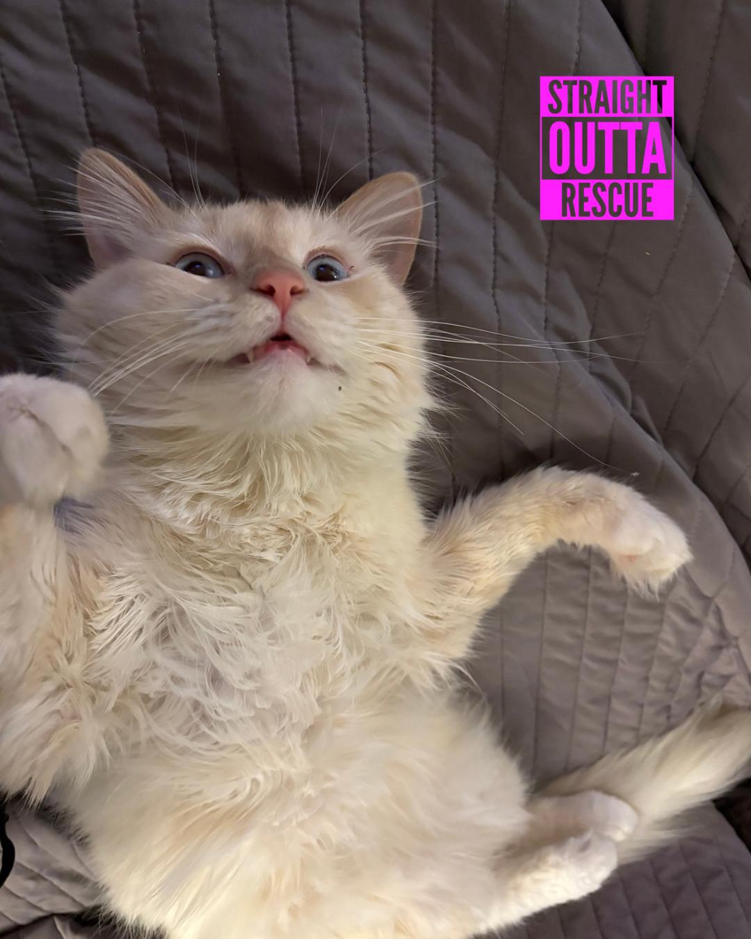 Enlarge Casper *New pics and bio, an adopted Domestic Long Hair in Vancouver, BC image 3/6